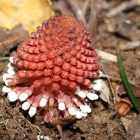 Balanophora fungosa J.R.Forst. & G.Forst.